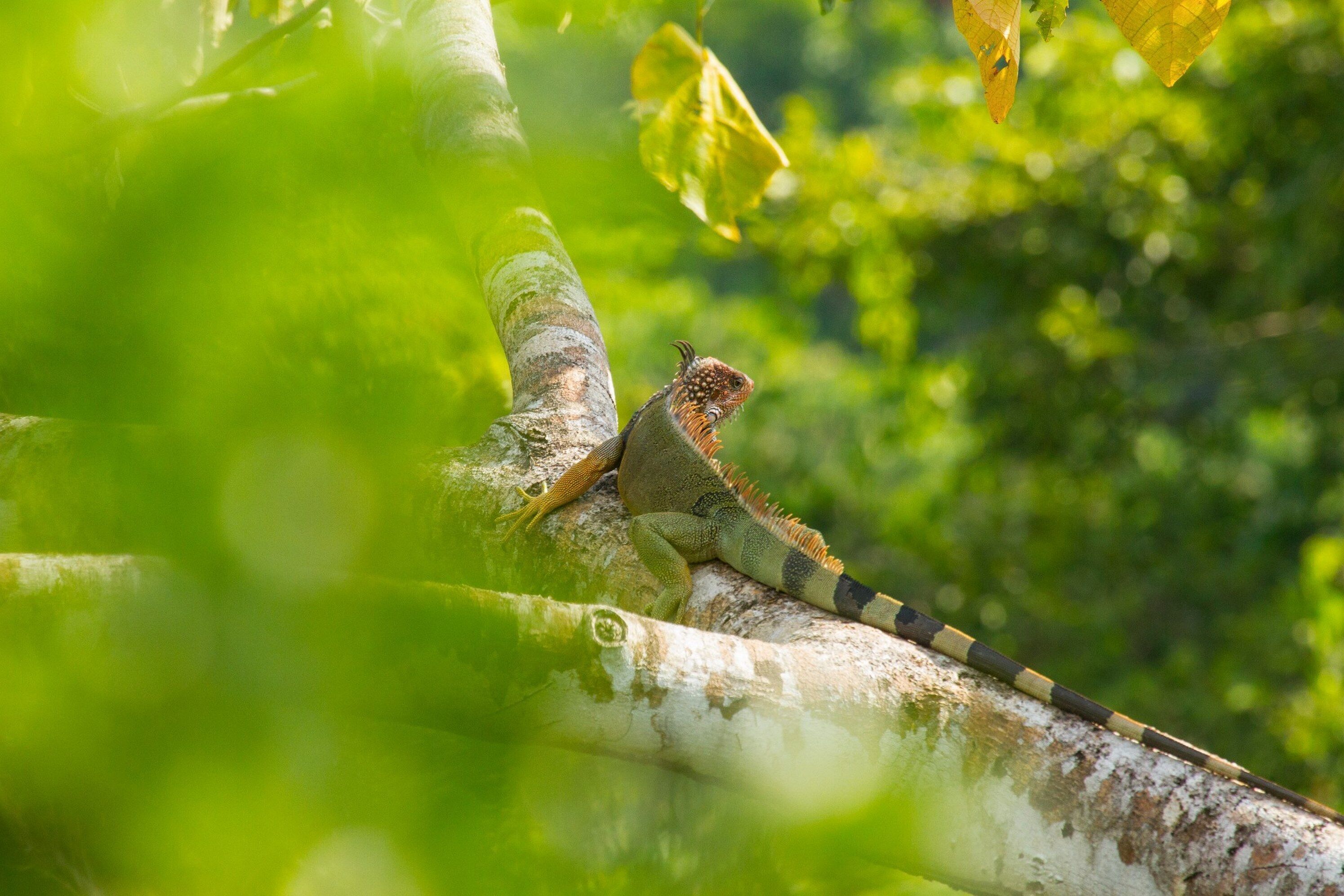 Un lagarto sobre una rama de árbol.