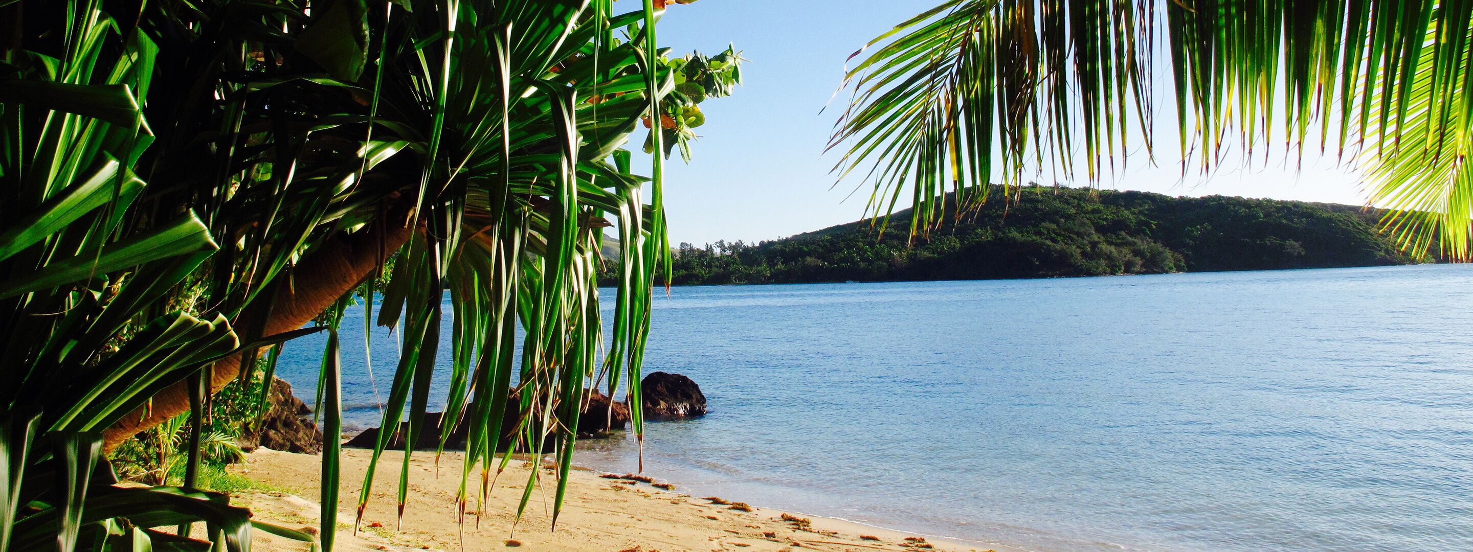 Ein Strand mit Palmen und freiem Blick auf das Wasser.