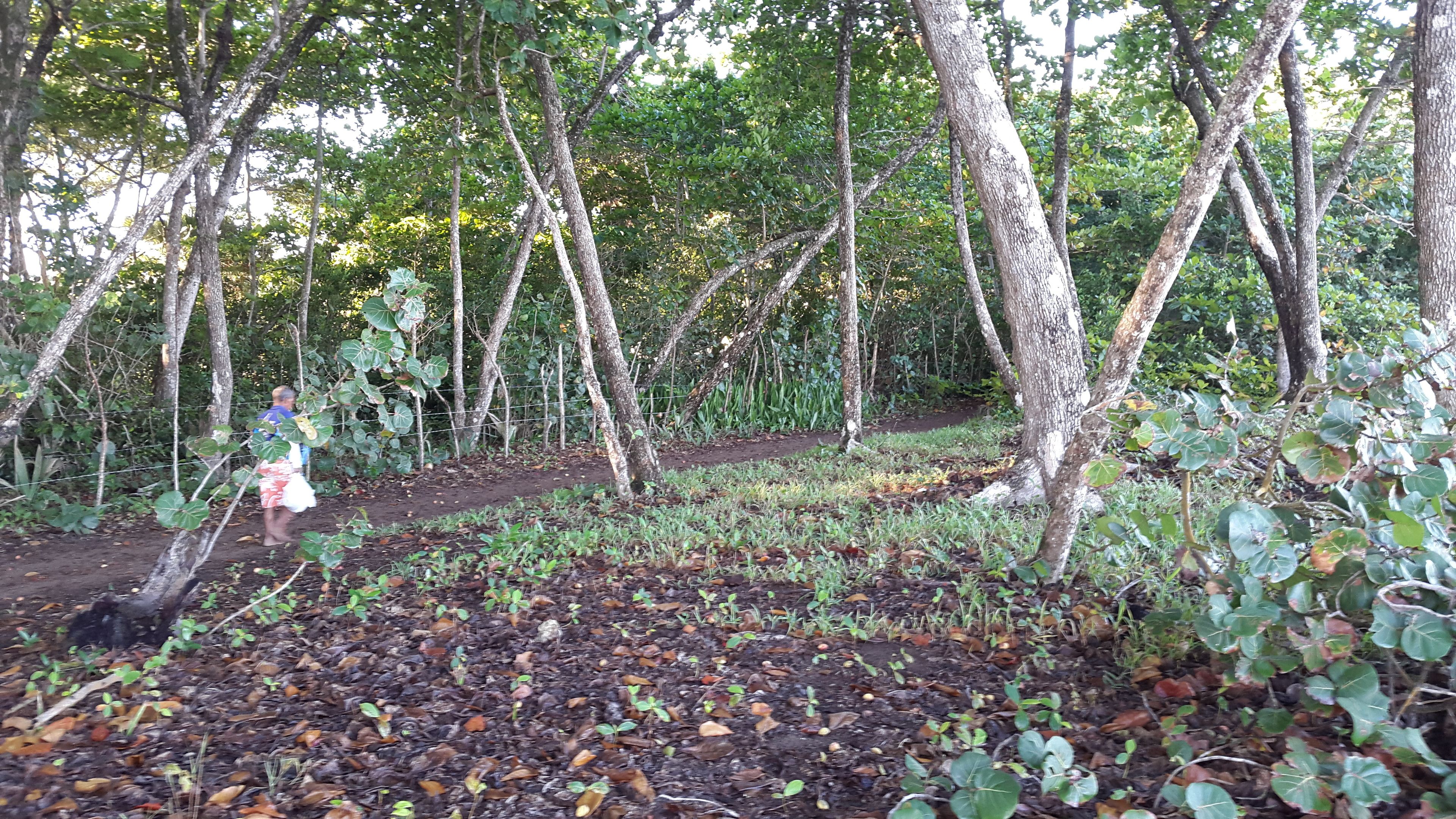 Zona boscosa con un sendero de tierra y plantas jóvenes.