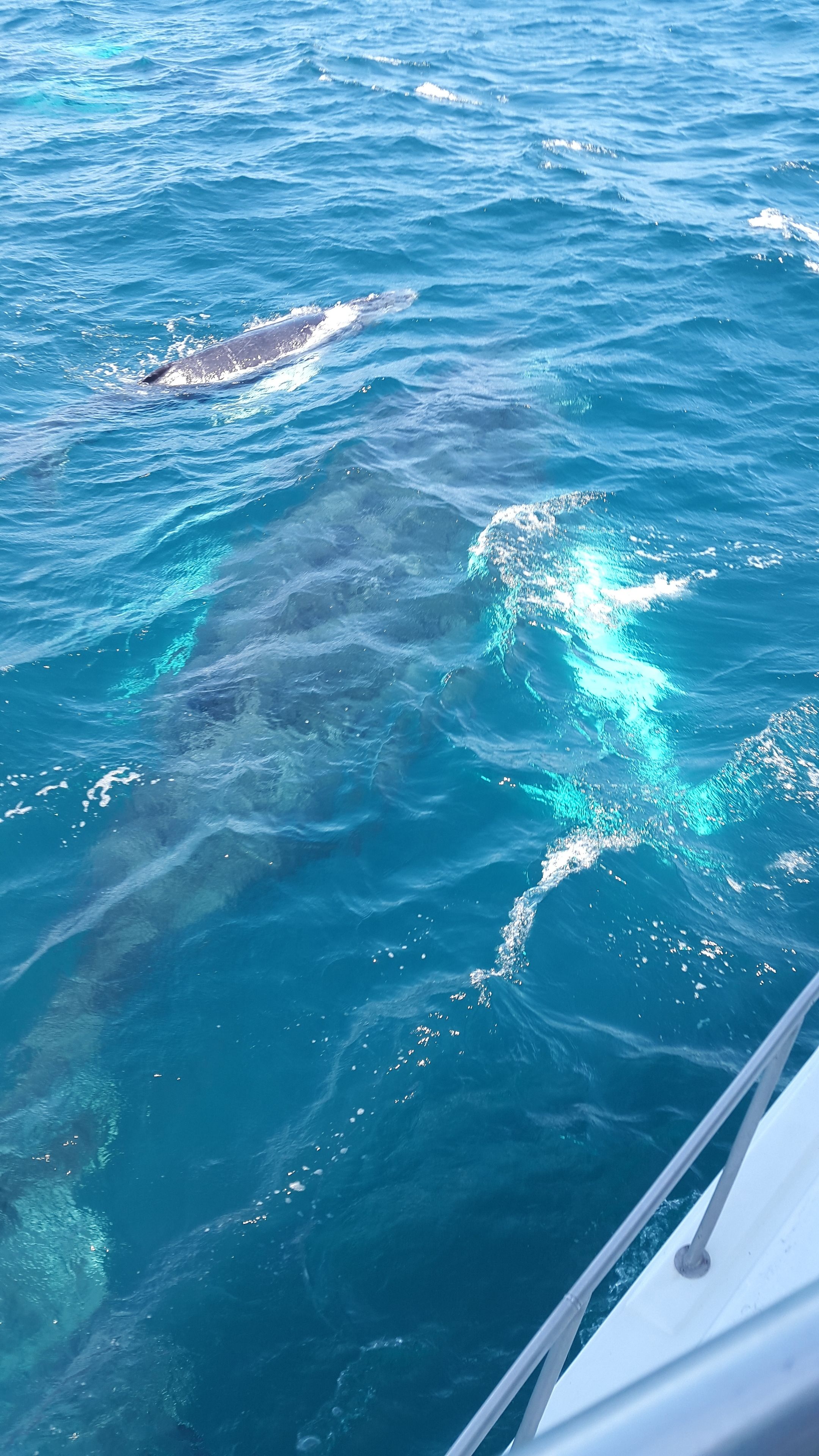 Une vue dégagée sur l’océan depuis un bateau, avec un dauphin qui nage dans l’eau.