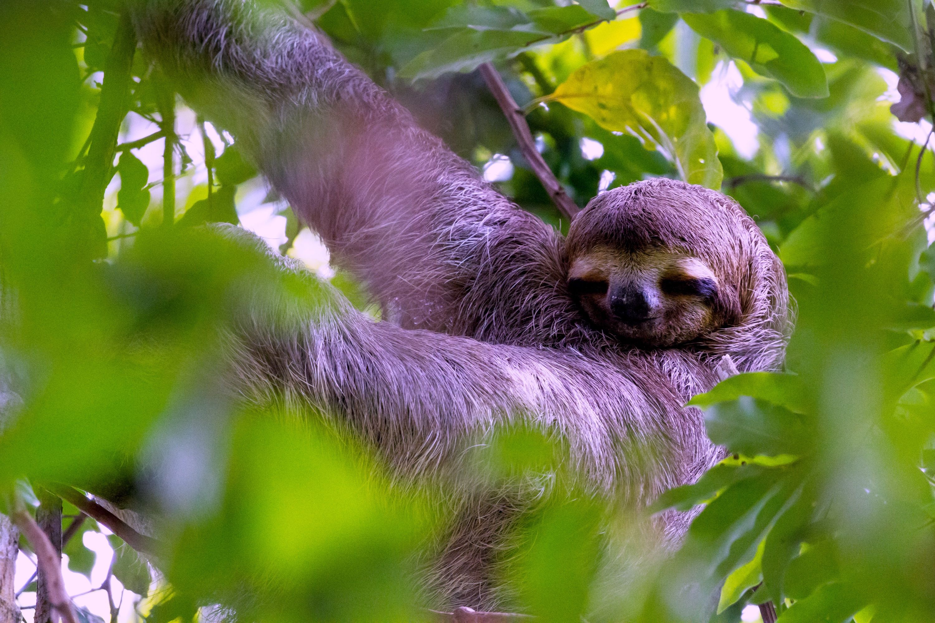 A sloth hanging from a tree branch, surrounded by green foliage.