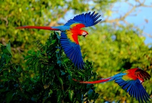Two colorful birds perched on foliage.