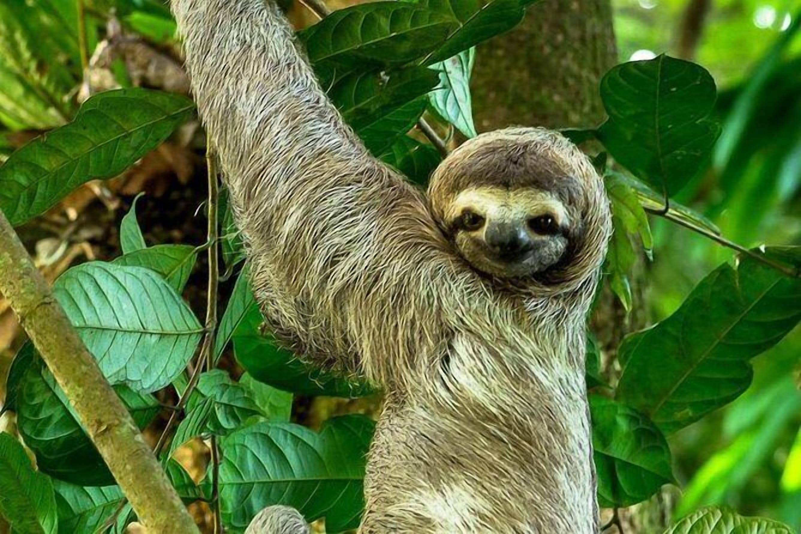 A sloth hanging from a tree branch surrounded by green leaves.
