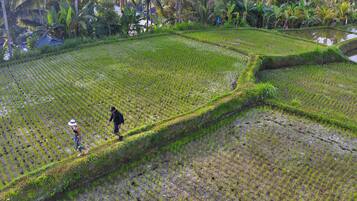 Campos de arroz en terrazas con gente caminando.