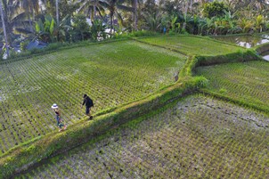Campos de arroz en terrazas con gente caminando.