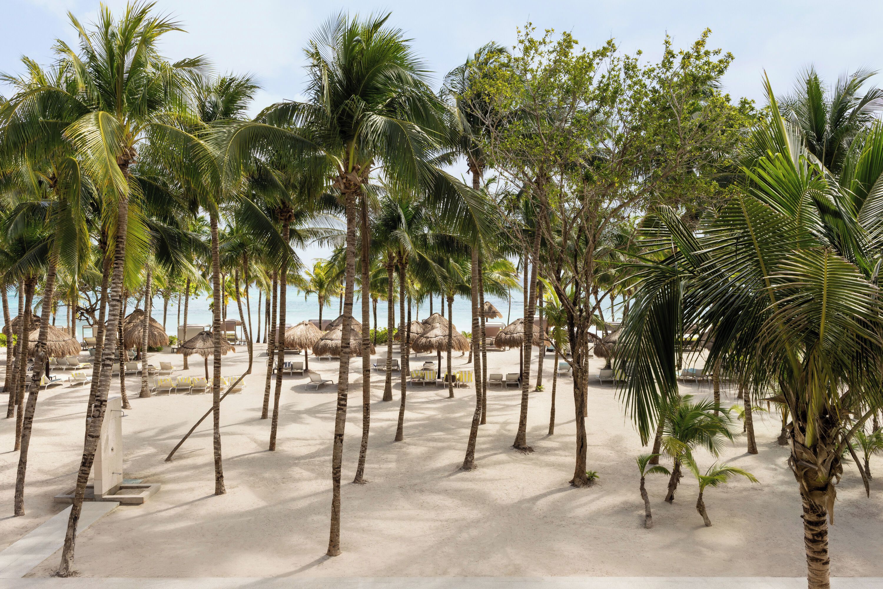 Una playa con palmeras y sombrillas de paja.
