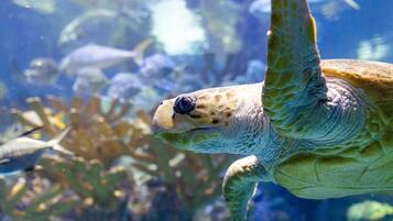 Een zeeschildpad zwemt in een aquarium.