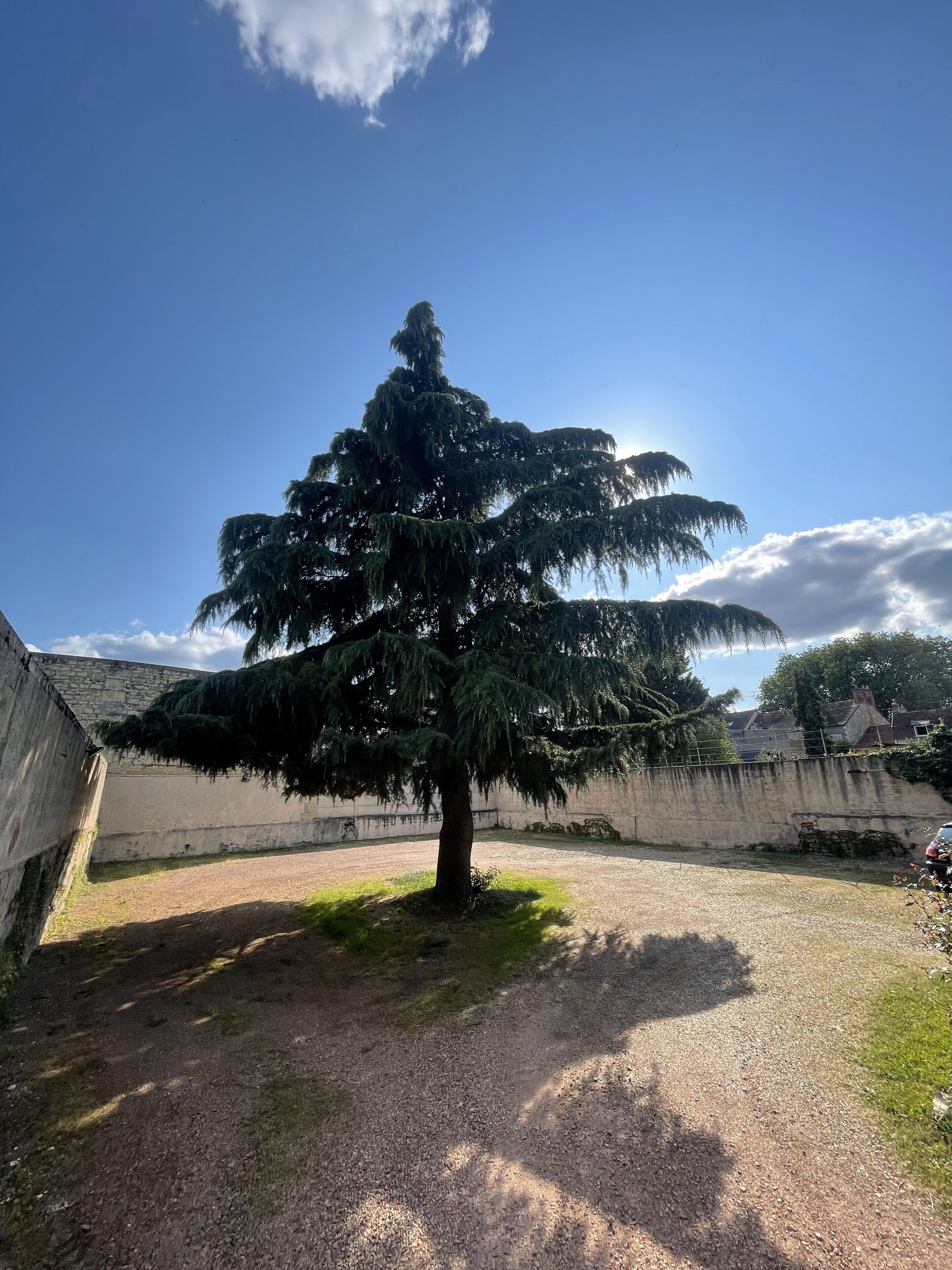 Un grand conifère se dresse dans une cour, bordée d’un chemin de gravier, et est entouré d’un petit muret en pierre et d’une zone herbeuse.