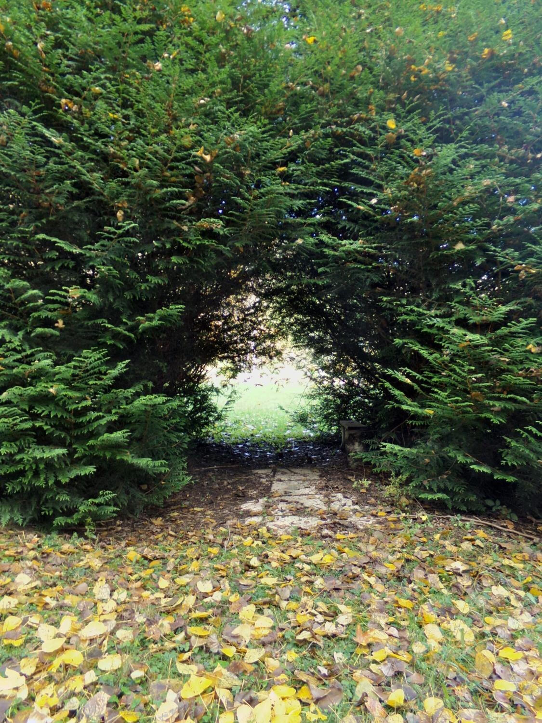 A forested pathway with a stone archway surrounded by dense evergreen trees and fallen yellow leaves.