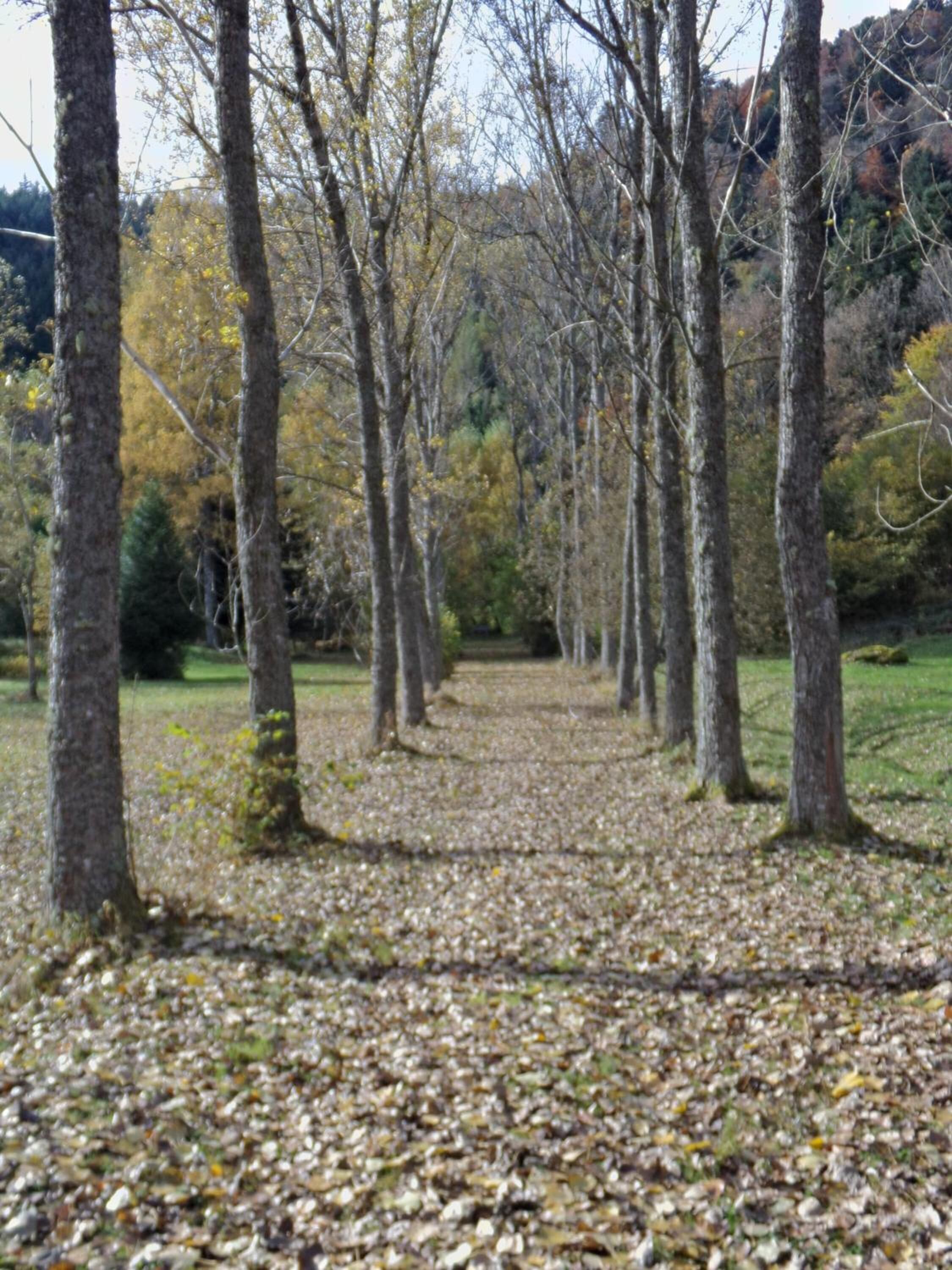 Un sendero boscoso con árboles y hojas caídas.