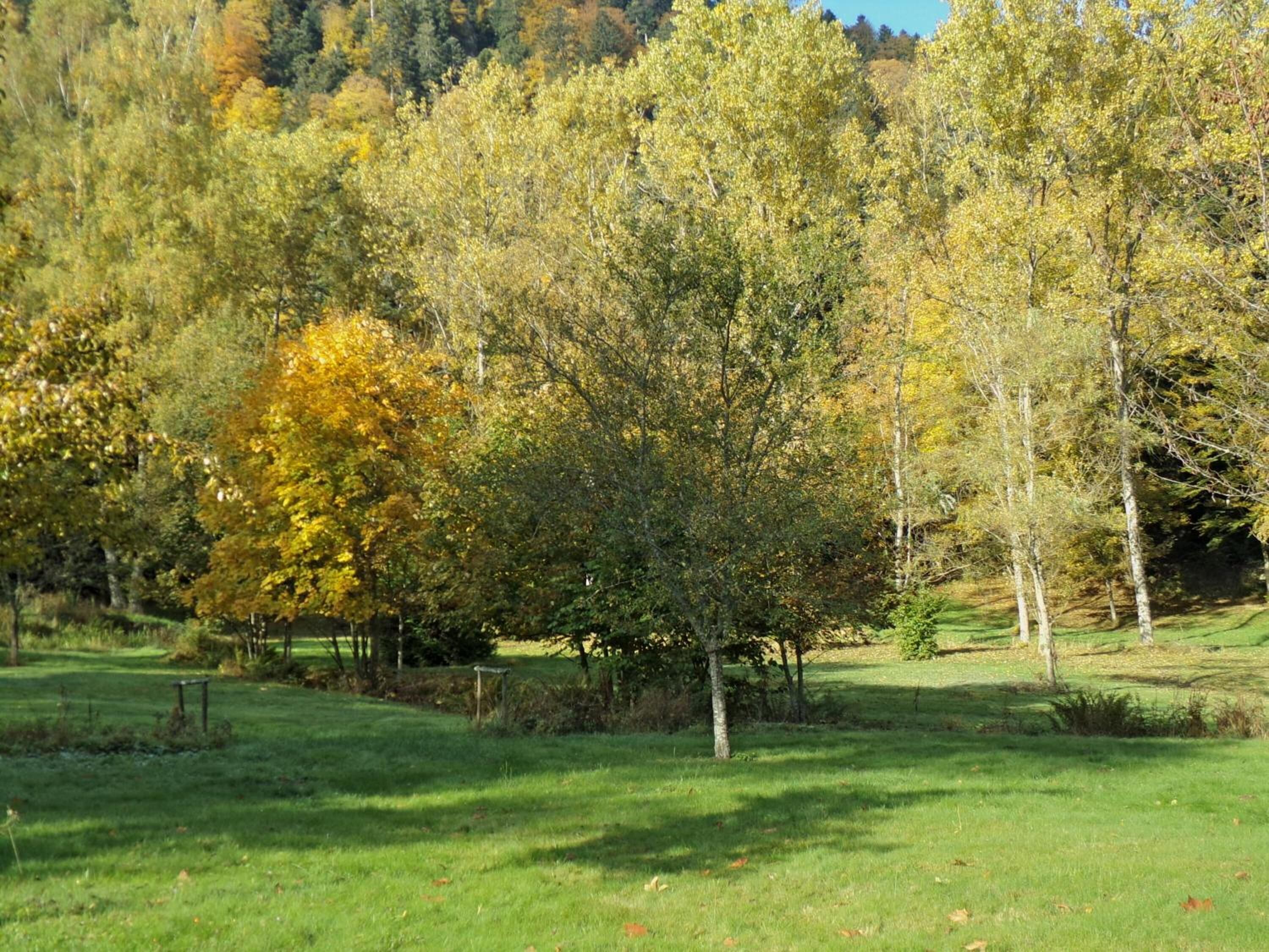 Um campo gramado com árvores e céu limpo.