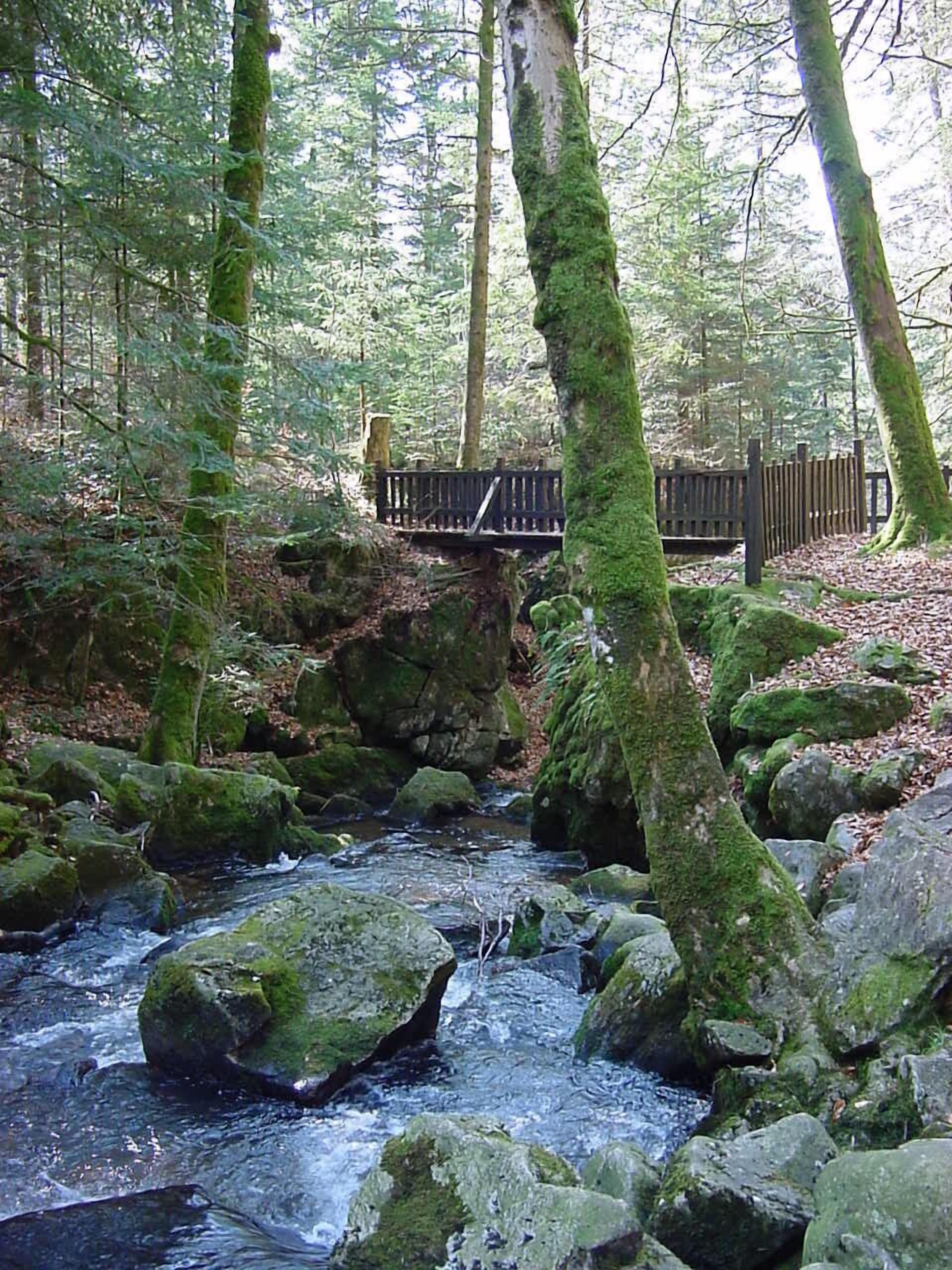 Un arroyo en el bosque con rocas y musgo, un puente de madera y una cerca de madera.
