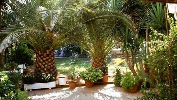 A garden with palm trees and potted plants. - Armonia Hotel (Hersonissos)