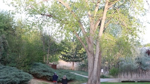 Un sendero serpentea por un parque con árboles y arbustos.