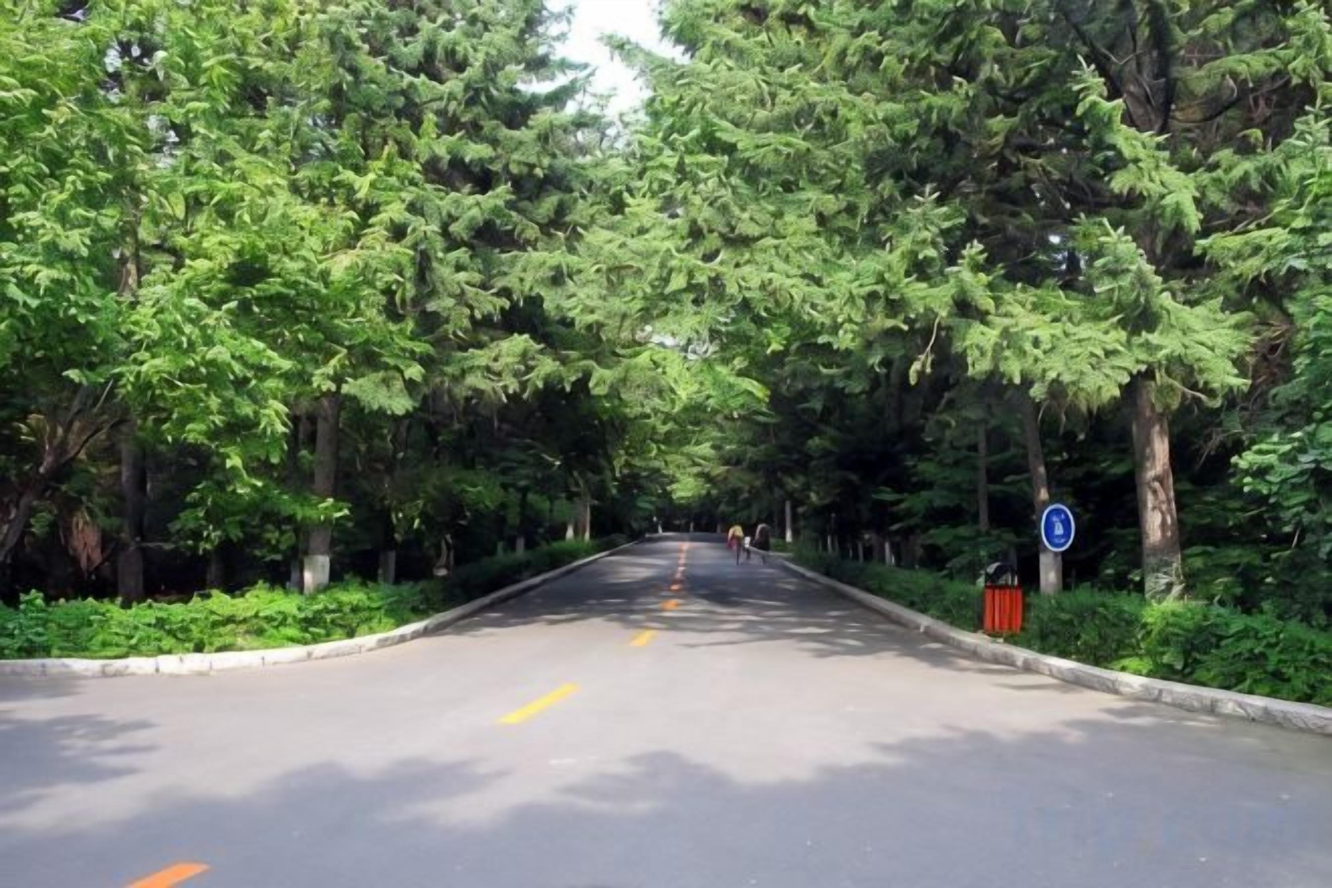 Une route bordée d’arbres, avec un panneau circulaire bleu sur le côté droit.