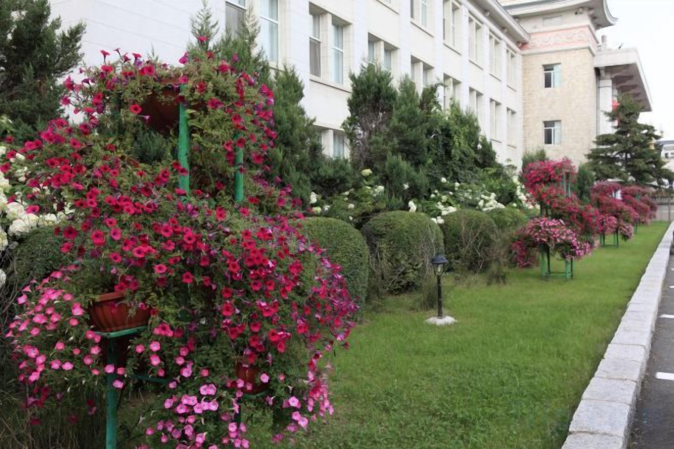 A row of flower boxes with pink flowers along a sidewalk.