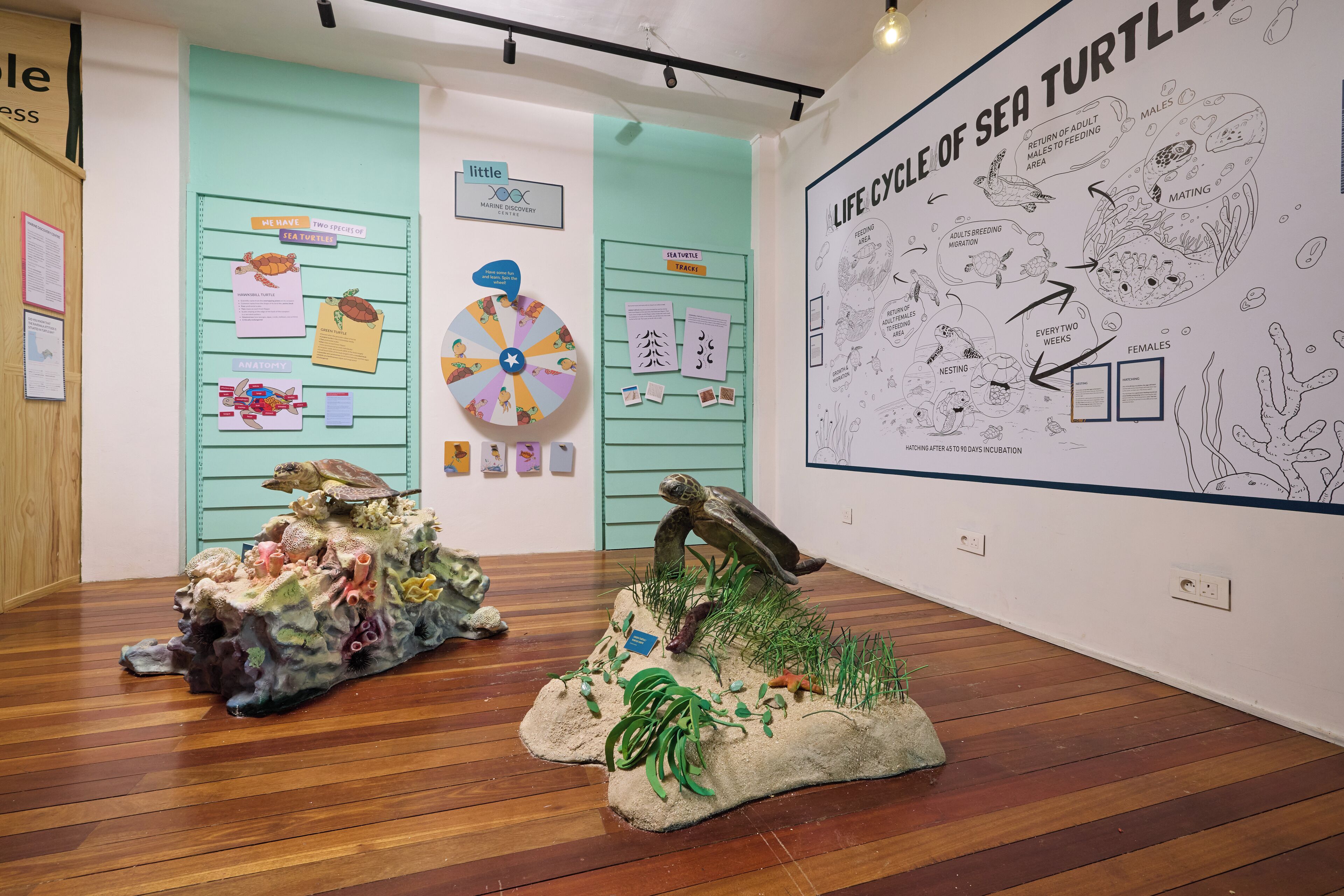 An exhibit with life cycle diagrams and turtle models.