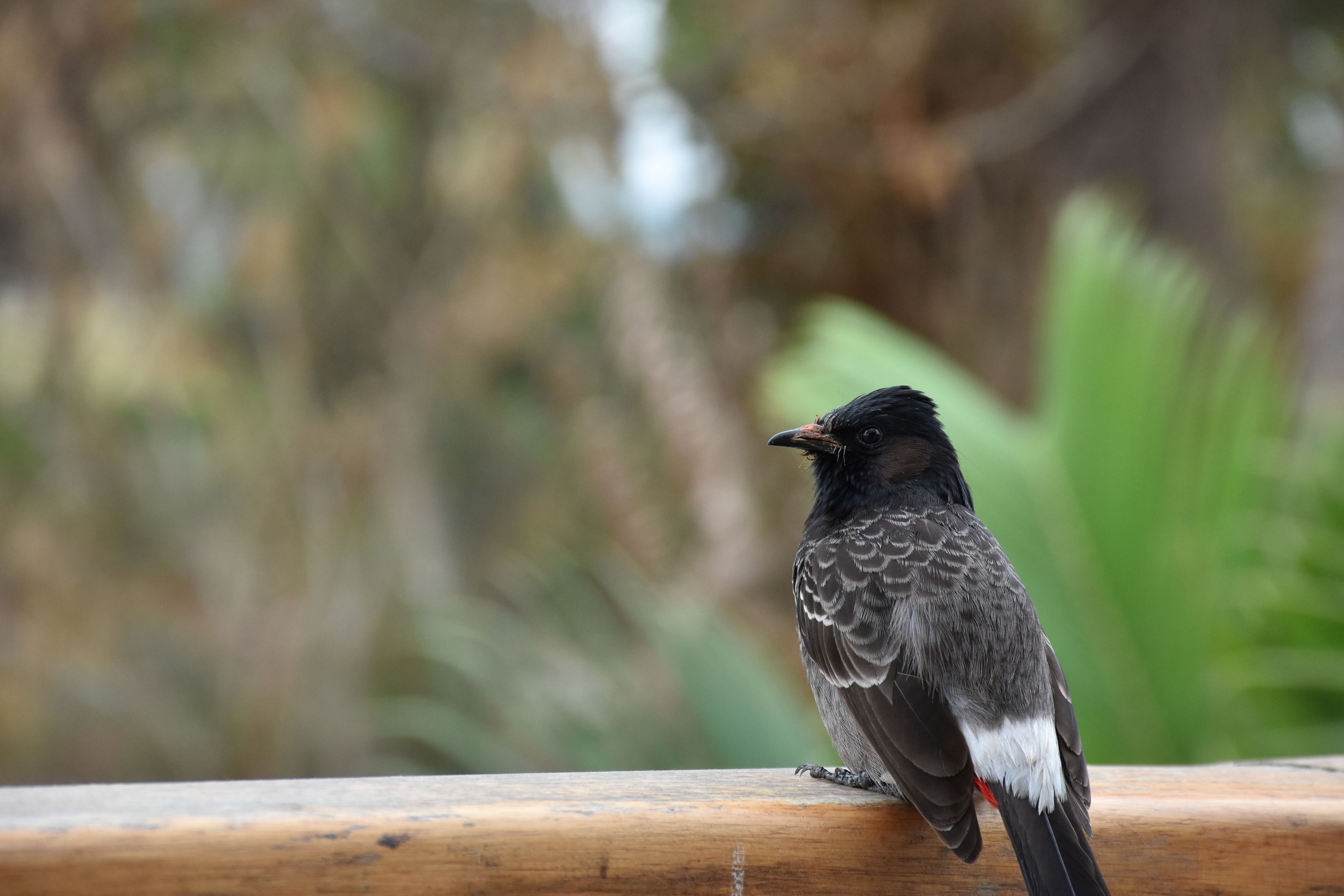 Un pájaro posado en una barandilla de madera.