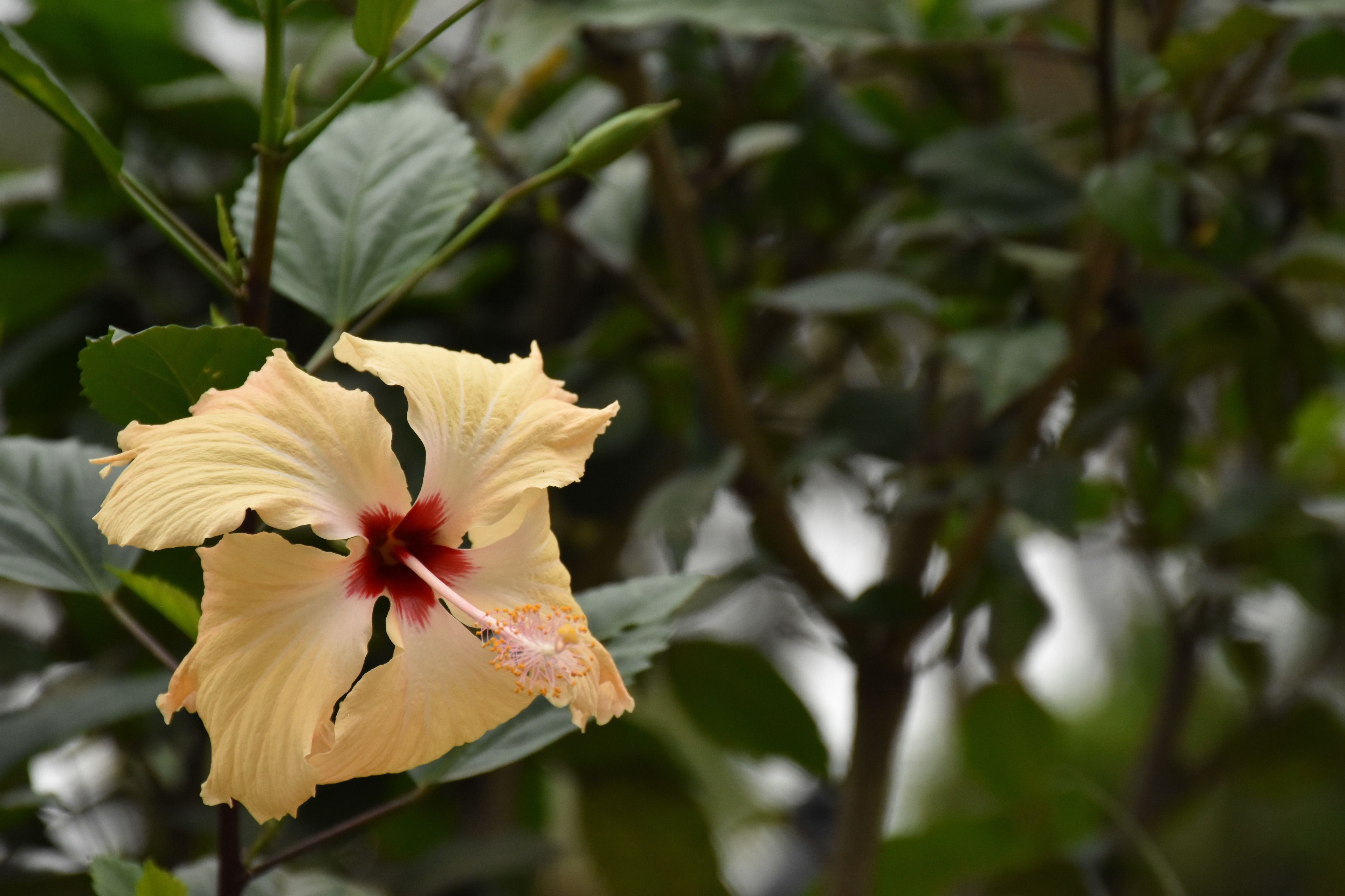 A single yellow hibiscus flower with a red center, surrounded by green leaves.