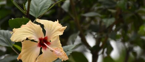 Une seule fleur d’hibiscus jaune, avec un cœur rouge, entourée de feuilles vertes.