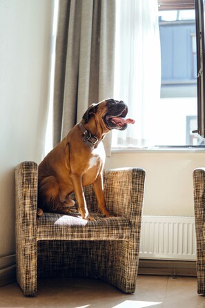 Animaux de compagnie acceptés