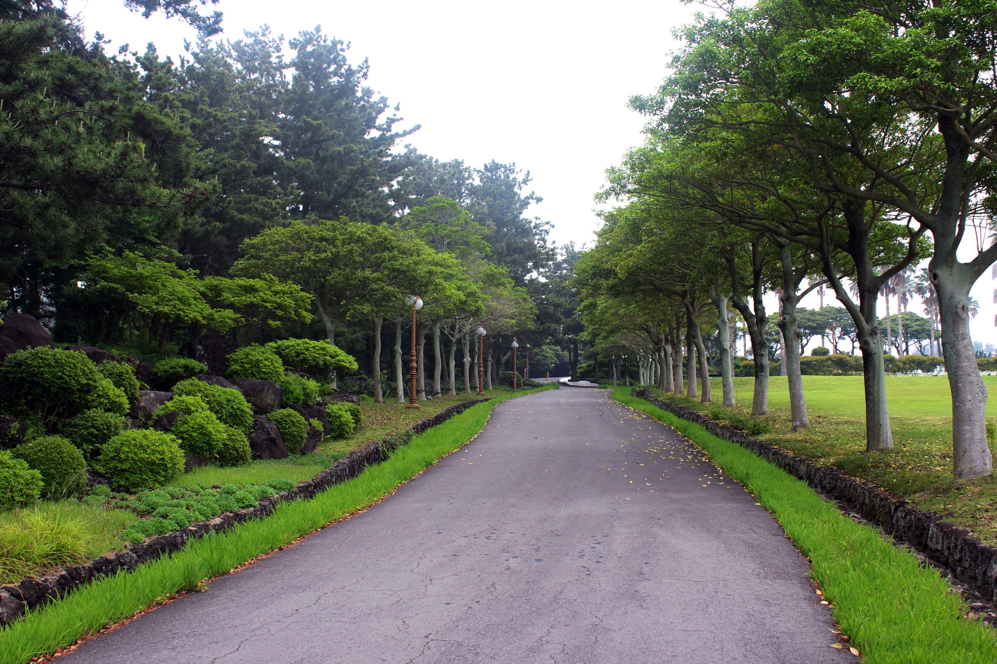 A tree-lined pathway with a stone border and green grass on either side.