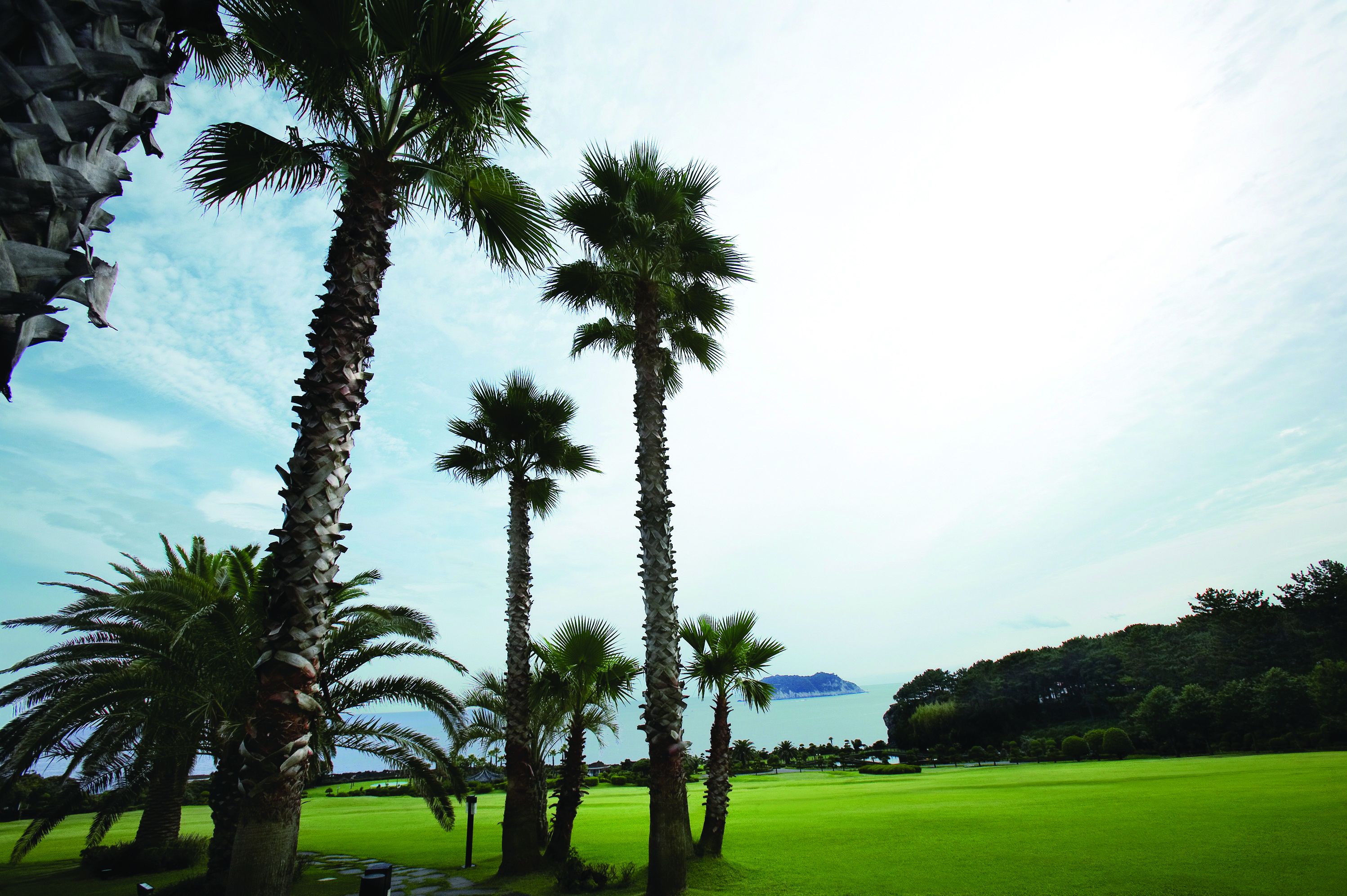 A golf course with palm trees and a view of the sea.