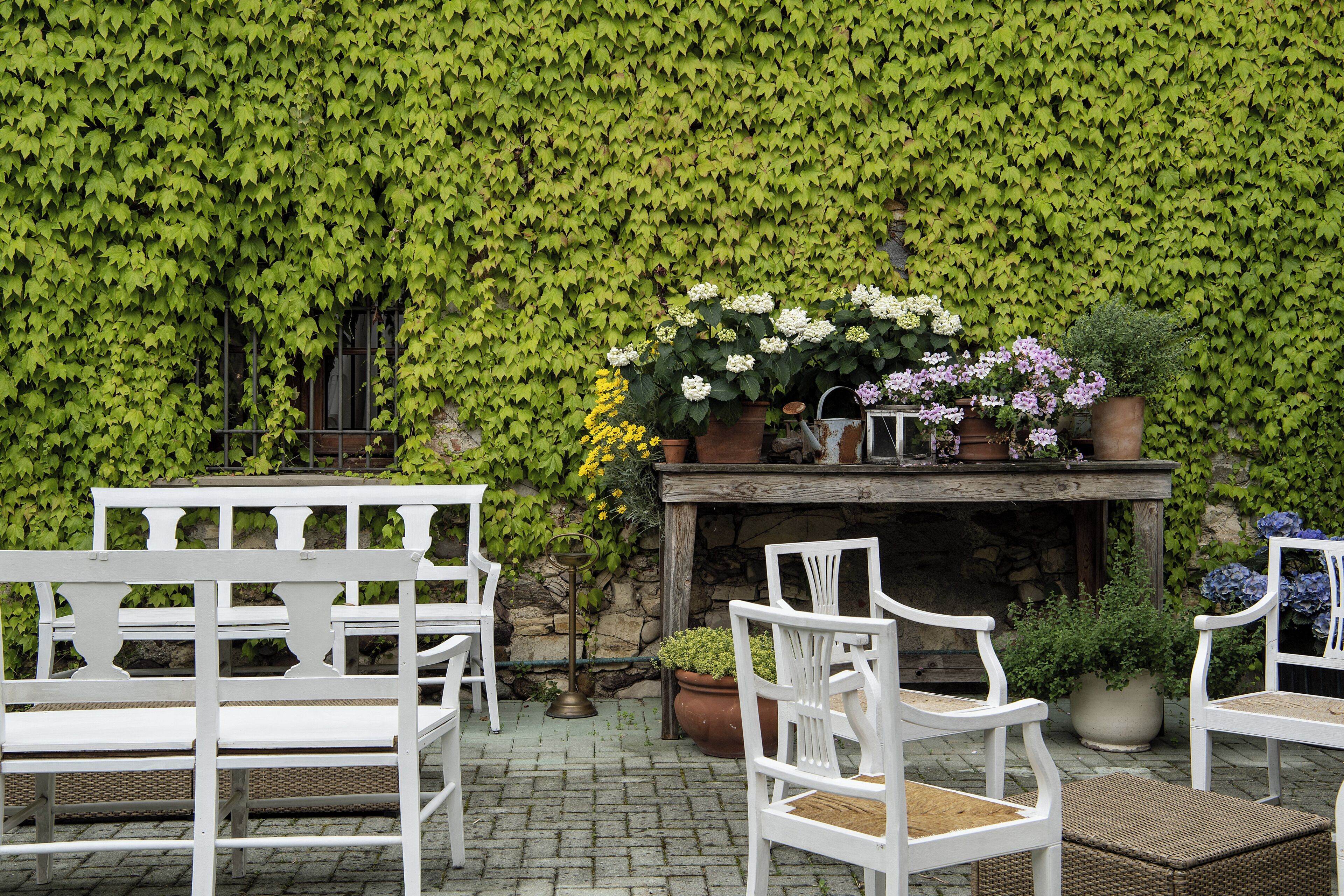 Een terras met witte stoelen, een tafel met plantenpotten, en een muur begroeid met groene klimop.