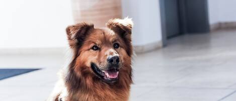 Een hond in een moderne binnenruimte met een betegelde vloer en een deur op de achtergrond.