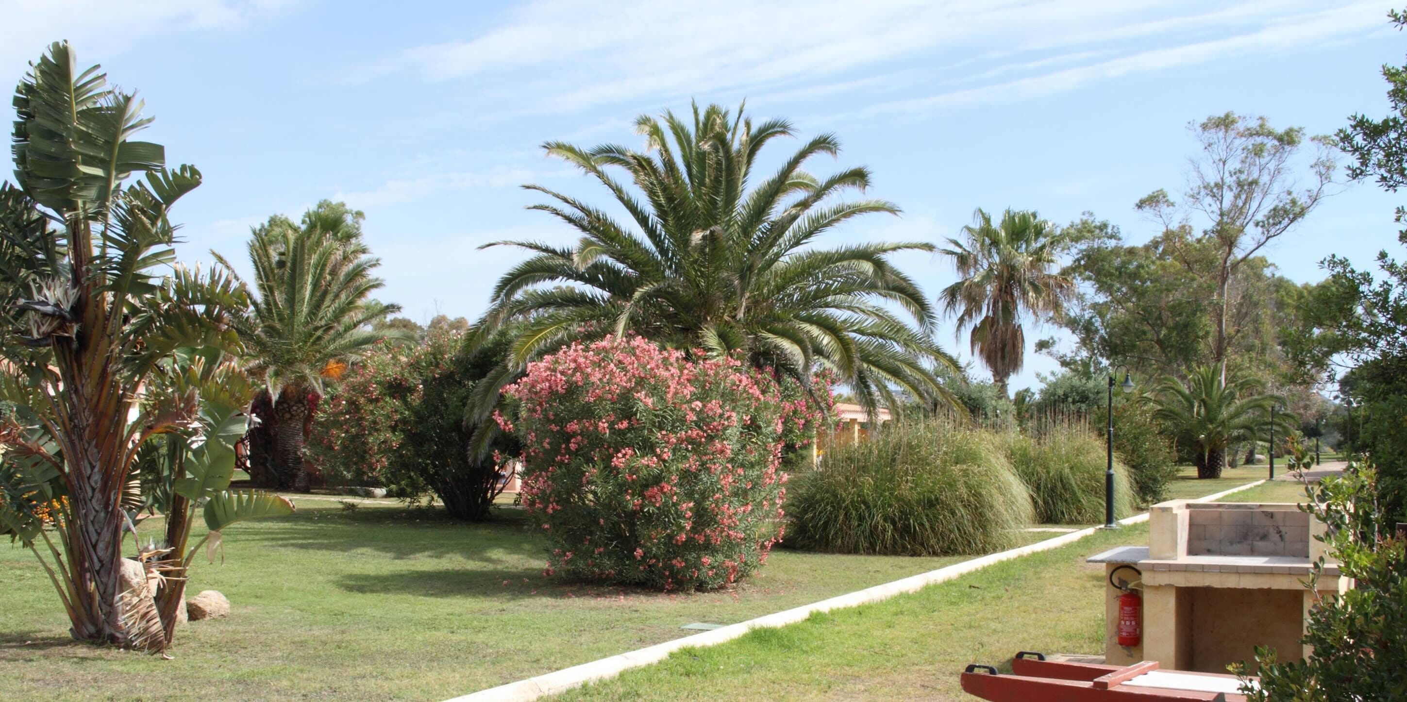 A garden with palm trees, a pink flowering bush, and a barbecue area.