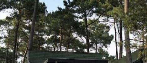 A cabin with a deck, surrounded by tall pine trees.