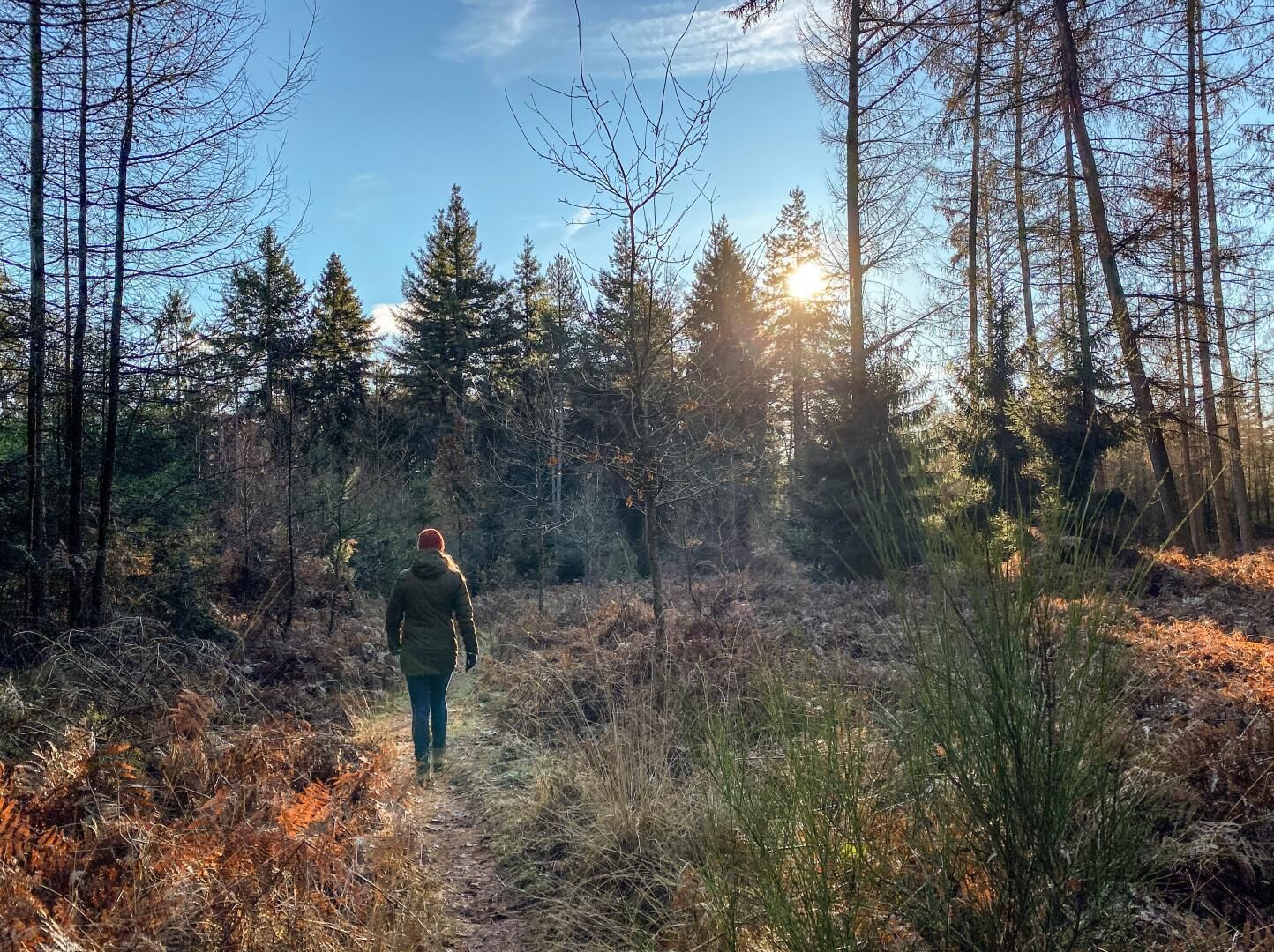 A person walking on a forest trail surrounded by trees and vegetation.