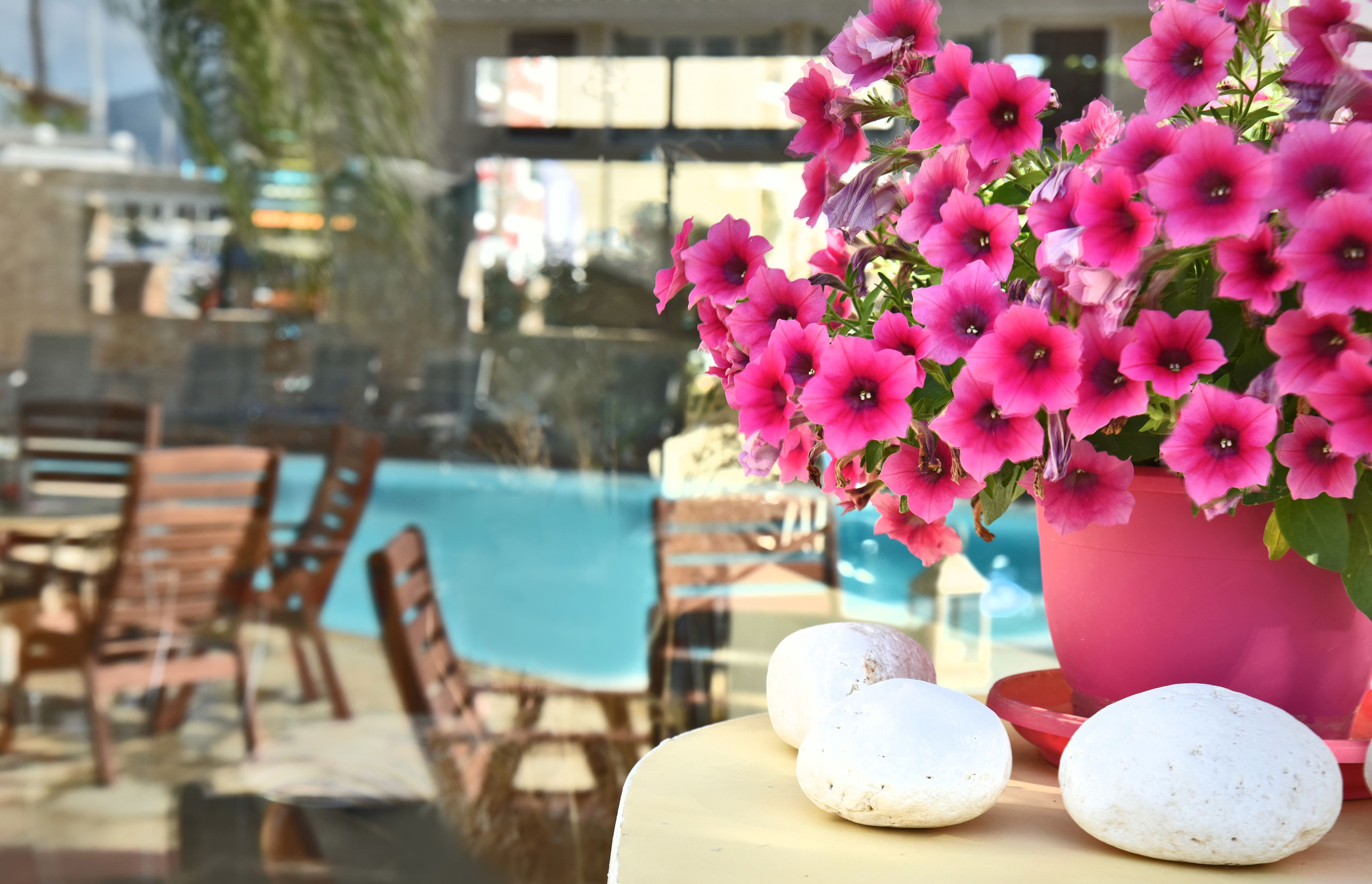 A poolside area with lounge chairs and a table with a potted plant and eggs.