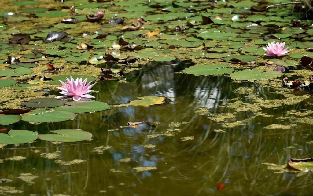 Foto - DB Villas Le Ville del Lido Resort