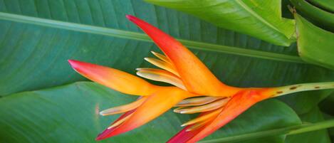 A close-up of a bird of paradise flower with vibrant orange and red petals, surrounded by large green leaves.