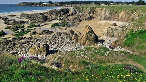A rocky beach with a clear view of the ocean and a grassy area with wildflowers.