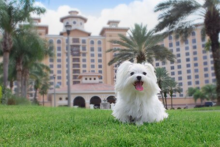 Rosen Shingle Creek - Image 46