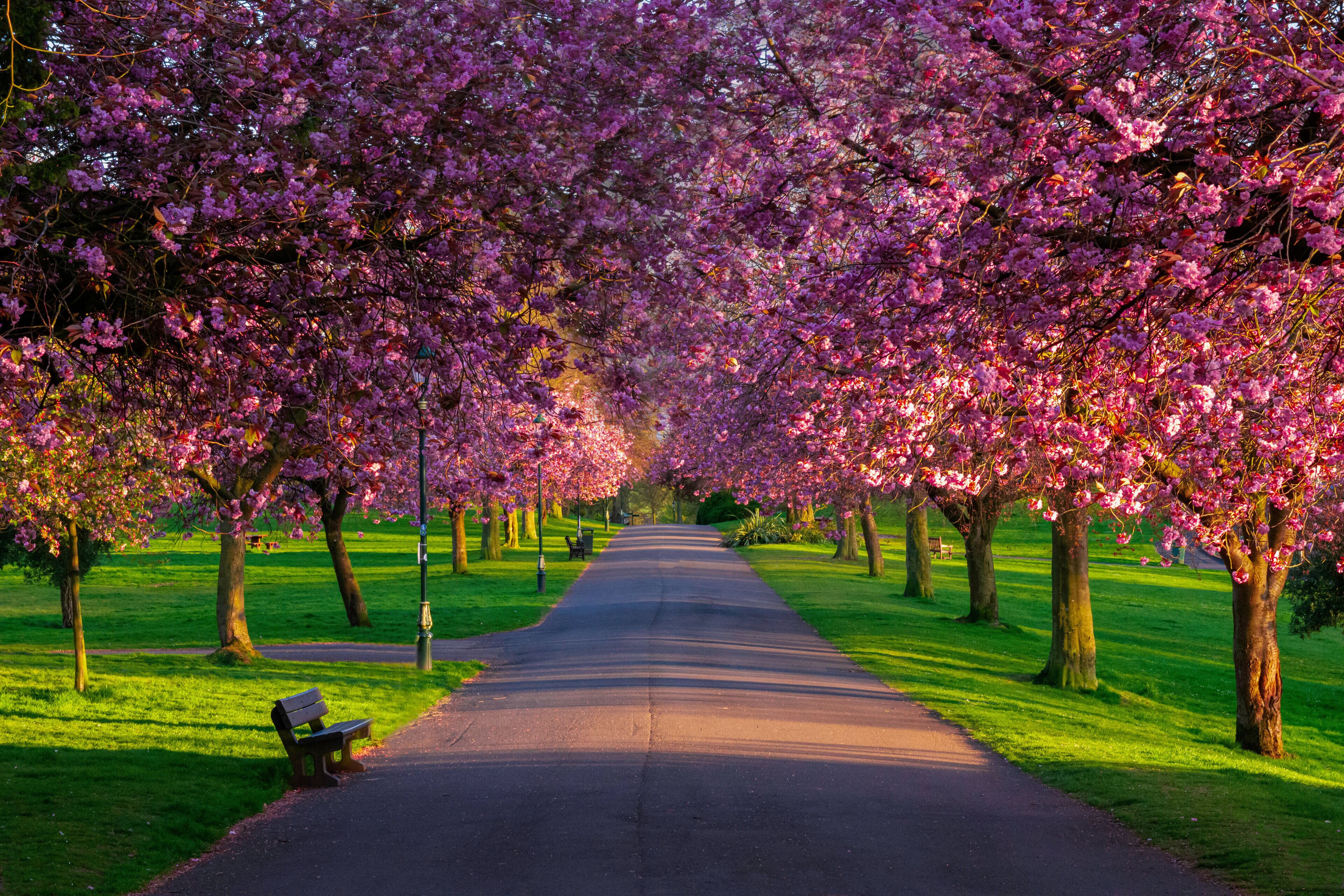 A pathway lined with trees bearing pink blossoms, a bench, and a lamp post.