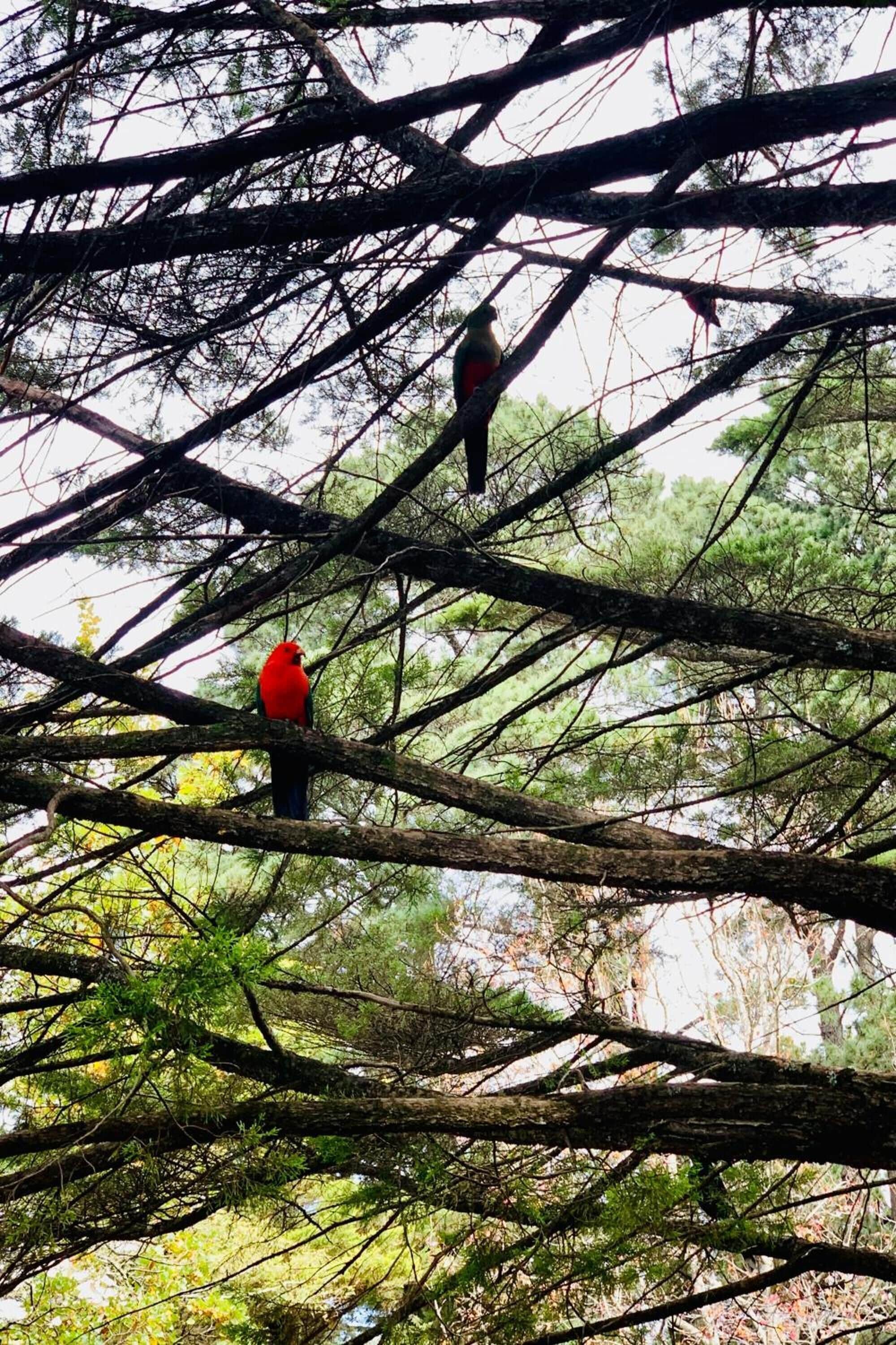 Two birds perched on a tree branch.