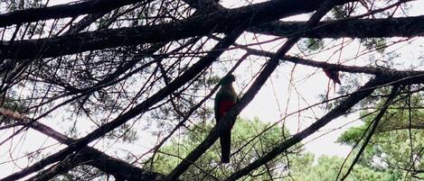 Dos pájaros posados en una rama de árbol.