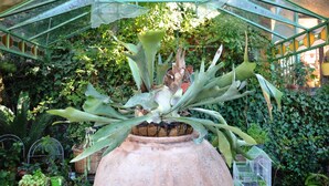 Een broeikas met een grote terracotta pot met een plant met brede bladeren.