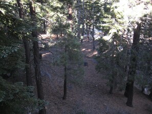 A forested area with dense trees and a dirt path.