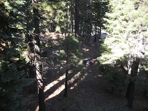 A forested area with dense trees and a narrow path.