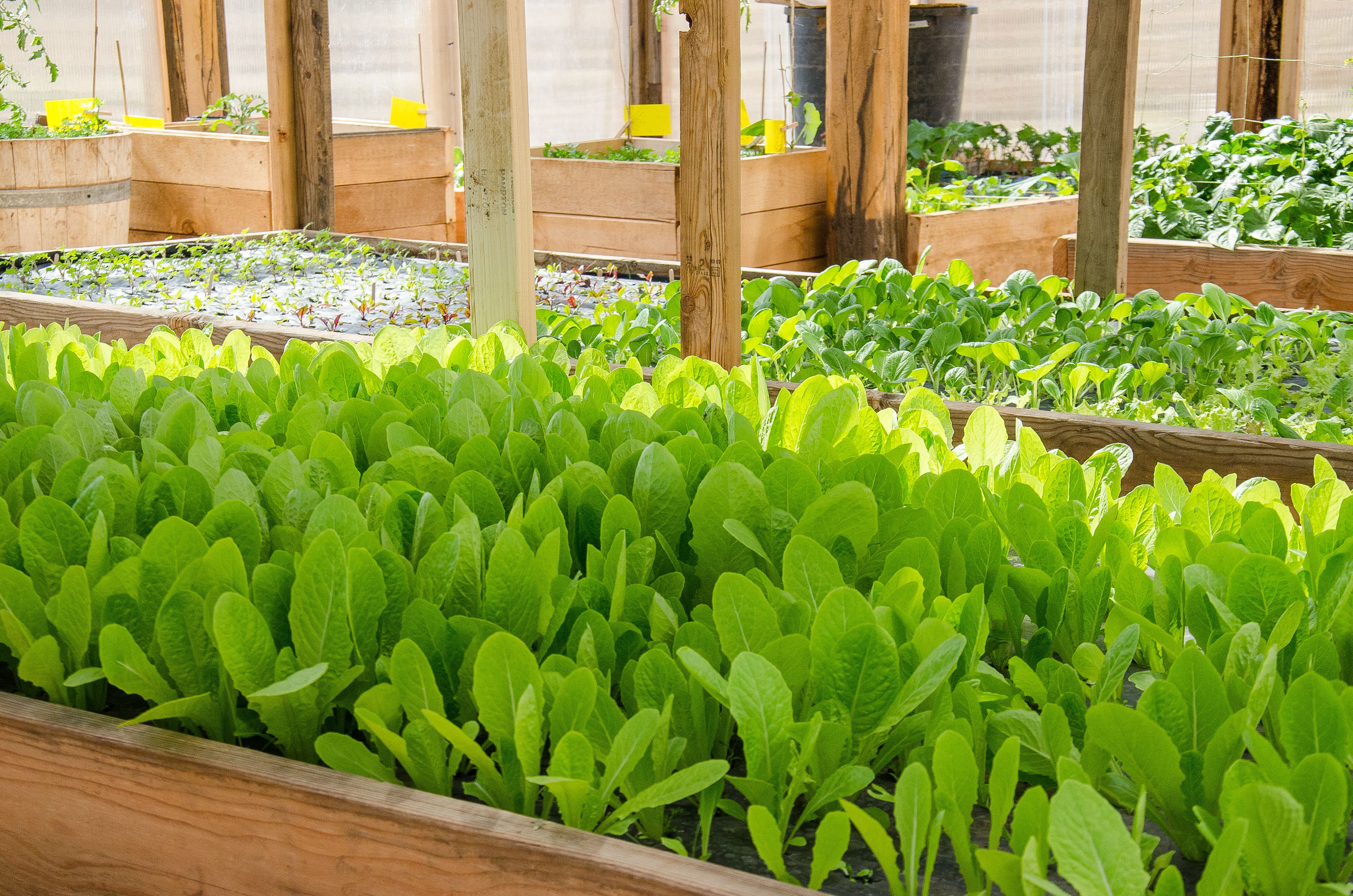 A greenhouse with multiple raised beds of leafy green plants.