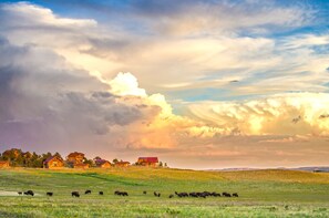 A rural landscape with a herd of cattle grazing in a field, a farmhouse, and a cloudy sky.