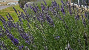 Un edificio moderno con techo inclinado y ventanas grandes, rodeado por un campo de lavanda.