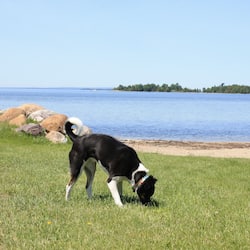 Pet-friendly