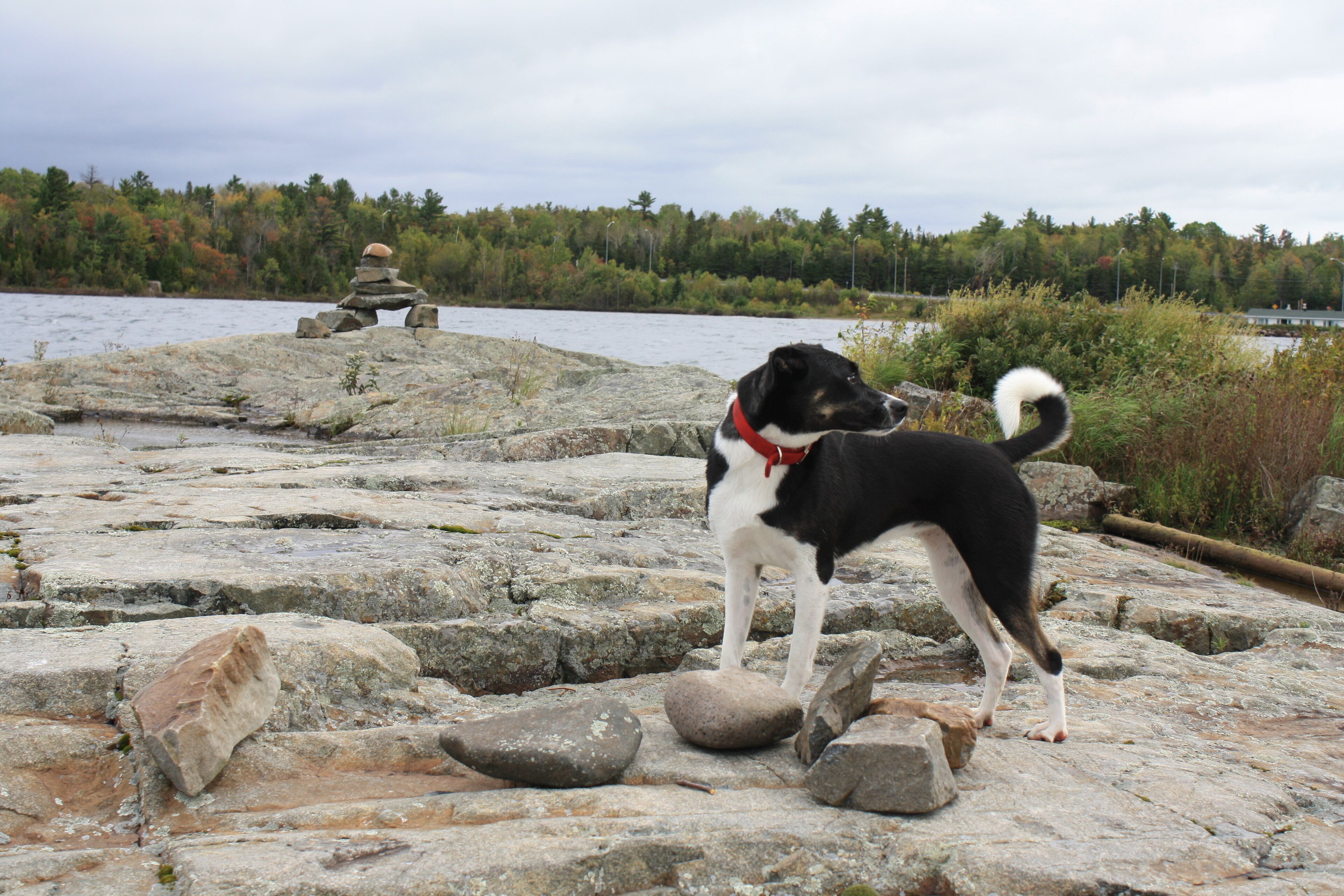 A dog standing on rocky terrain near a body of water with a forest in the background.