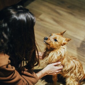 Pet-friendly - Petit Palace Plaza España (Madrid)