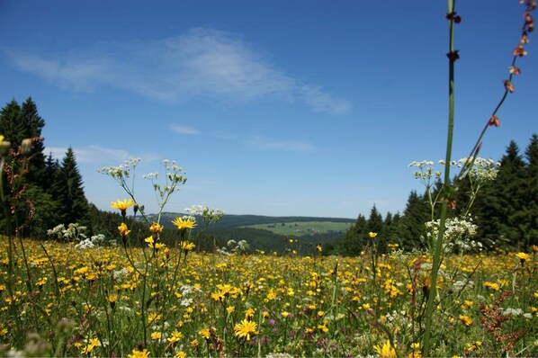 Hiking - Werrapark Resort Hotel Frankenblick (Masserberg)